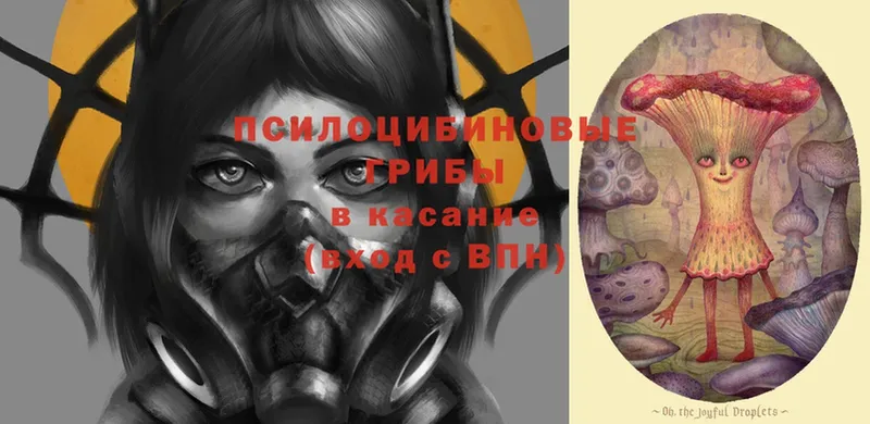 Псилоцибиновые грибы Psilocybe  Вилючинск 